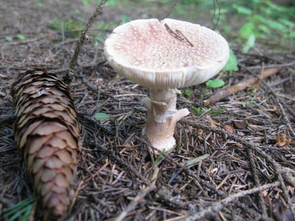 В подмосковных лесах пришло время мокрухи: грибная охота продолжается