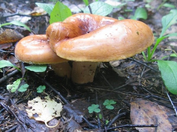 В Подмосковье появились редкие грибы-бараны