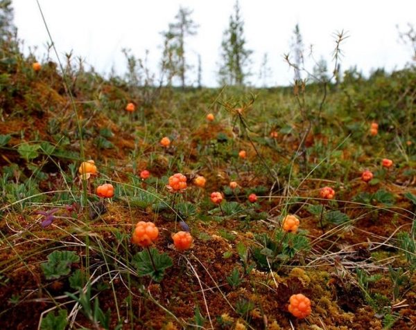 Минэкологии берет под охрану ягодные болота в Шаховской