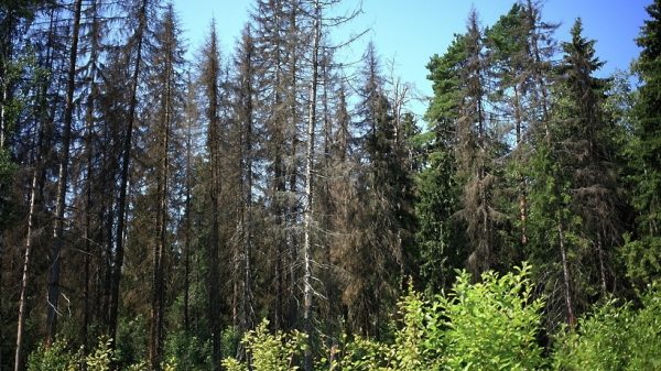Более 300 жителей Подольска проголосовали за лесопарки, где нужно убрать сухостой