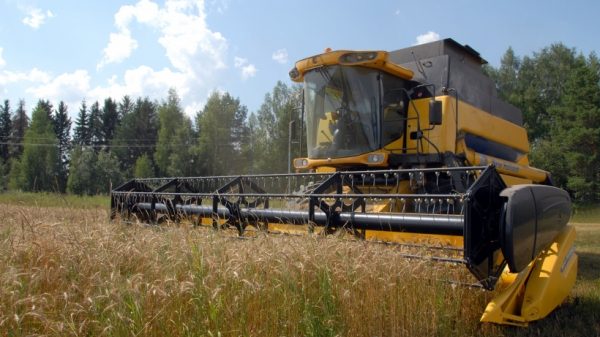 Порядка 320 тыс. тонн зерна планируют собрать в Подмосковье в 2017 году