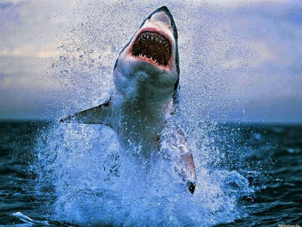 На российских туристов охотятся акулы?