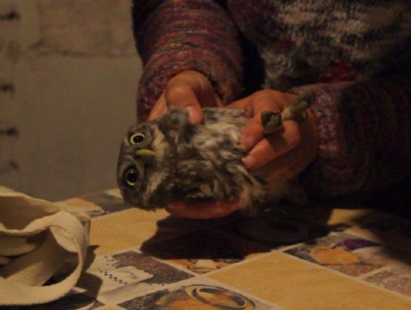 Минэкологии: в Талдомском районе экологи спасли редчайшую птицу