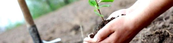 «Наш лес. Посади свое дерево»: в Химках высадят более 2 тысяч саженцев<span id=