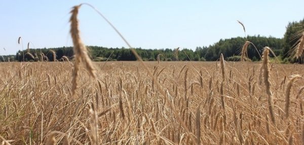 Игорь Брынцалов: Благодаря слаженной работе областного правительства, Думы и муниципальных властей сегодня «работает» более 77% сельхозземель