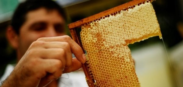 Закон «О пчеловодстве» в Московской области могут принять в 2018 году