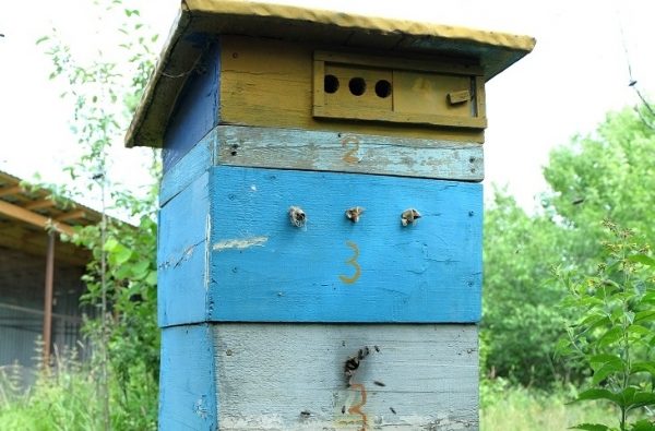 Закон «О пчеловодстве» в Московской области могут принять в 2018 году