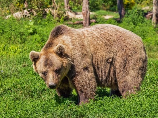Установщики вывески в Клину наткнулись на медведя-шатуна  