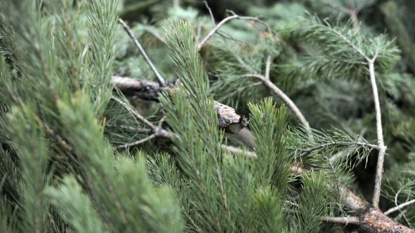 Пункт утилизации новогодних елок открывается в Мытищах