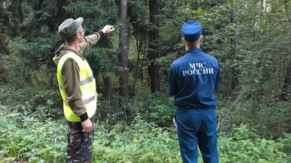 Общественные лесные инспекторы зафиксировали около 600 нарушений в Подмосковье в 2017 году
