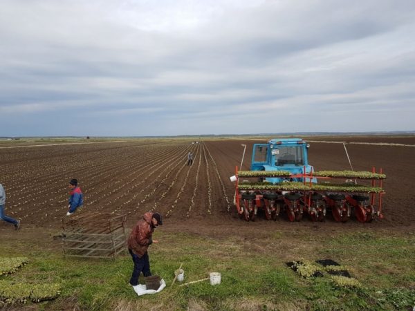 Подмосковье полностью готово к проведению посевной кампании – Разин<span id=