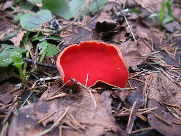 В Подмосковье появились первые съедобные грибы