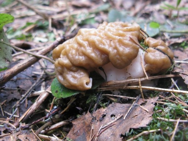 В Подмосковье появились первые съедобные грибы