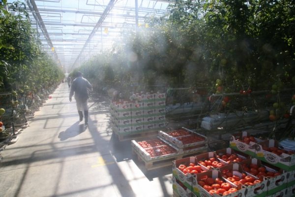 Свыше 250 рабочих мест создаст агрокомплекс «Богородские овощи» в Подмосковье
