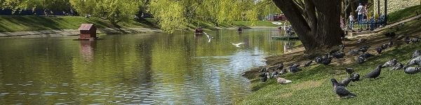 Барашкинский пруд в Химках заселили европейские болотные черепахи
 