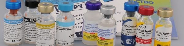 Профилактическая вакцинация против бешенства пройдет в Химках
 