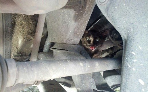 Тольяттинские спасатели просят “АвтоВАЗ” принять меры для спасения кошек