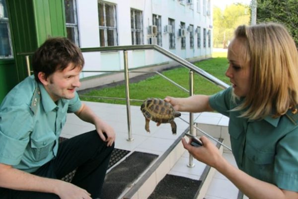 В Зеленограде черепаху назвали в честь таможни