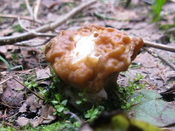 В Подмосковье замечен дефицит майских грибов
