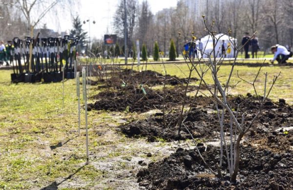 Более 6 тысяч деревьев и кустарников высадят в Химках в рамках акции «Лес Победы»