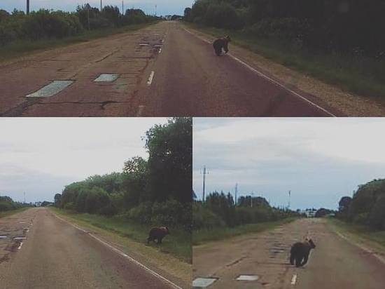 В Талдомском районе к деревне прибился медведь-подросток
