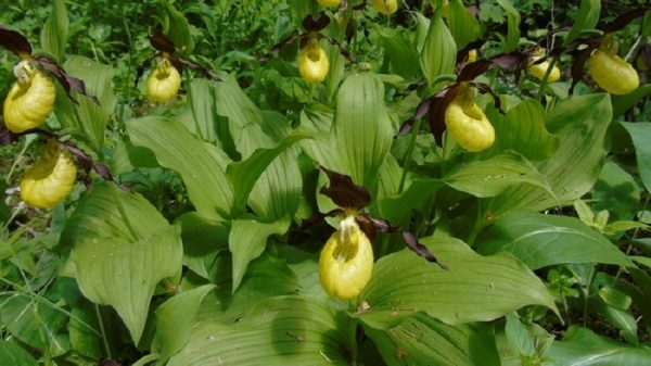 Краснокнижный вид орхидеи обнаружили в Ленинском районе<span id=