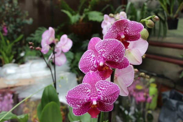 Обильные дожди в регионе привели к увеличению численности орхидей