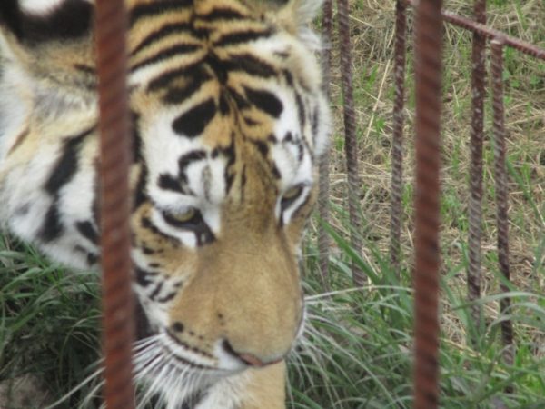 Наш корреспондент побывал на родине амурского тигра