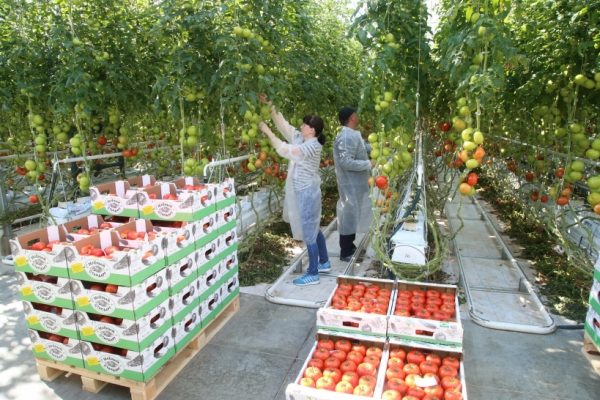 Агрофорум, посвященный овощеводству, пройдет в Подмосковье 16 августа