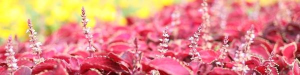 50 видов цветочных клумб в Химках украсили около миллиона цветов
 