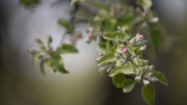 Яблоневый сад в Ивантеевском питомнике поможет сохранить наследие поколений ученых