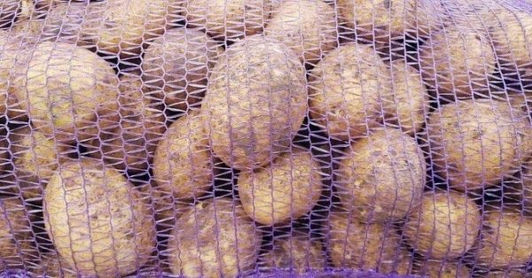 Разин: урожайность картофеля в Подмосковье увеличилась в 2018 году