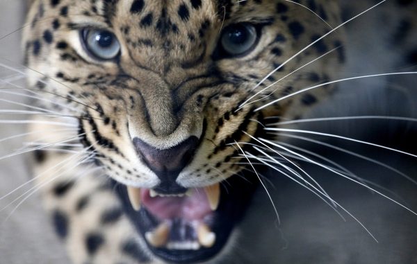 Кавказское отделение WWF издало пособия о правилах поведения при встрече с леопардом  