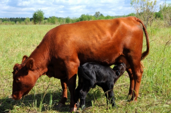 Племенное предприятие Подмосковья впервые реализовало молодняк крупного рогатого скота на экспорт