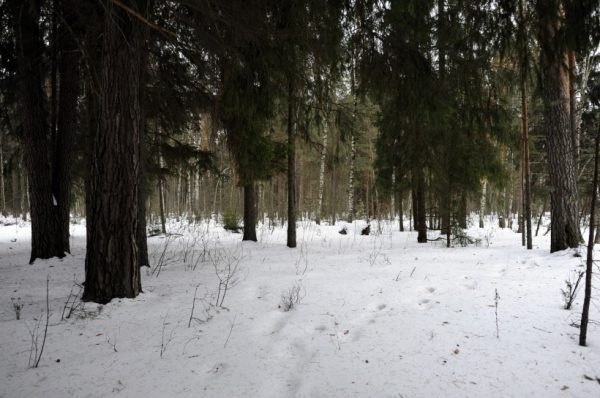 Вырубка леса около деревни Лаговское в Подольске является законной