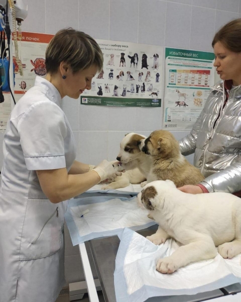 Ветеринарная станция в Ступино стала работать круглосуточно
