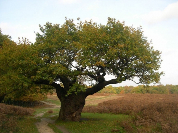 Минэкологии: Абрамцевский дуб стал деревом года в России