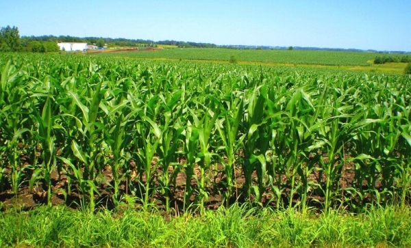 Посевные площади кукурузы планируют увеличить в Подмосковье до 2024 года