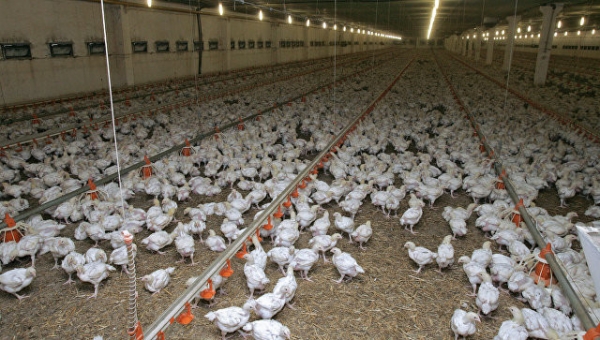 Мероприятия по профилактике птичьего гриппа проводятся в усиленном режиме в Подмосковье