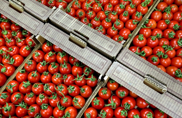 Планируется втрое увеличить поставки томатов из Турции