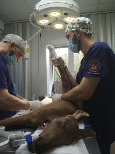 Подмосковные ветеринарные врачи спасли лосёнка