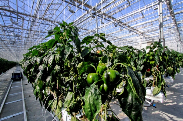 Более 30 тыс тонн овощей собрано в тепличных хозяйствах Московской области
