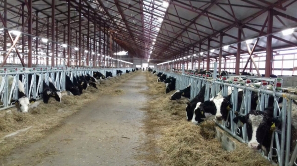 В Московской области с начала года отмечен рост показателей в молочном животноводстве