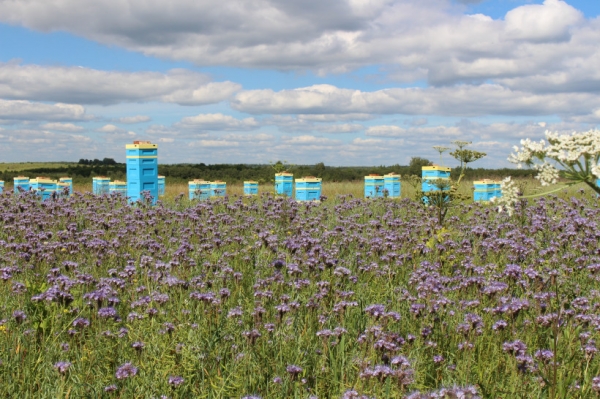 Закон о пчеловодстве планируют принять в Подмосковье в IV квартале 2019 года