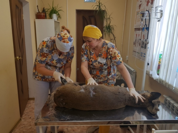 Скорая ветеринарная помощь оказана косуле, пострадавшей на железных путях в Подмосковье