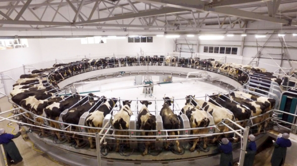 На подмосковной ферме «РОТА-АГРО Благовещенье» коров будут доить под классическую музыку