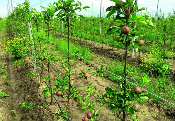 Более 100 га садов и ягодников заложат в Подмосковье