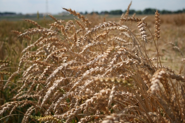Свыше 170 сортов зерновых и зернобобовых культур создано в Подмосковье