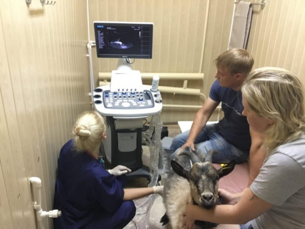 Ультразвуковое исследование провели врачи подмосковной Талдомской ветеринарной клиники необычному пациенту
