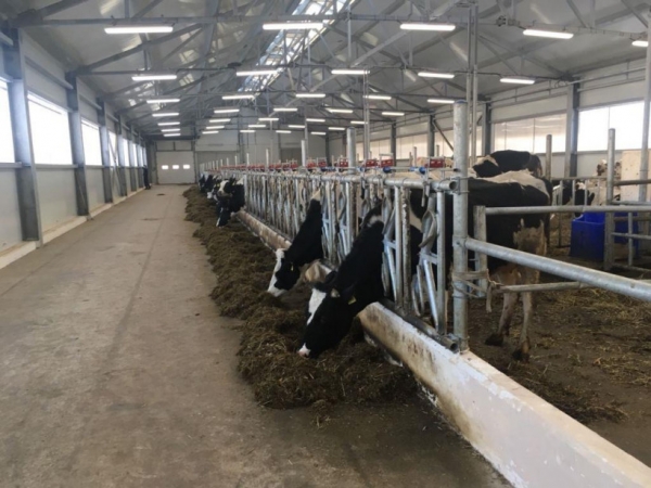 Торжественное открытие фермы молочно-мясного направления на 3,8 тыс. скотомест в Волоколамском округе Подмосковья состоится 29 июля